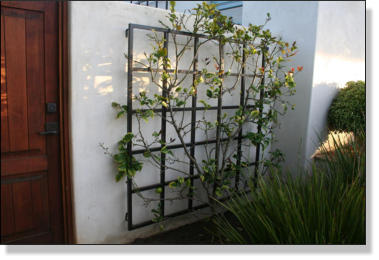 Garden Metal Work | Trellis Gallery