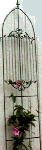 Parasionwithflower.gif