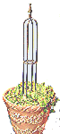 rose2ftoblesque.gif